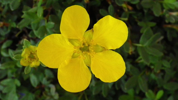 Potentilla flower