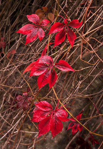 Red Leaf Curve