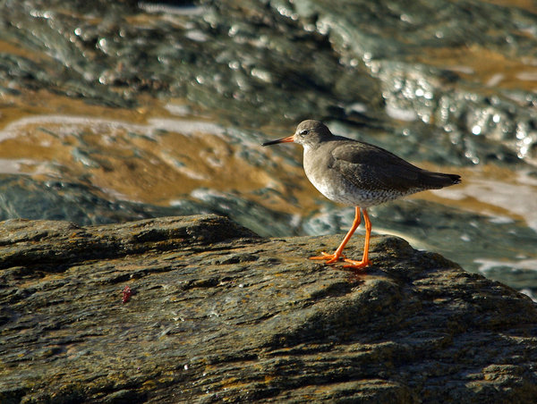 Redshanks