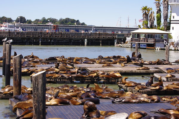 Sea Lions in San Francisco