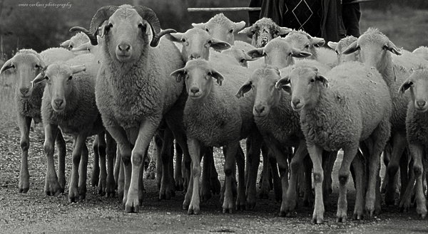 Sheeps