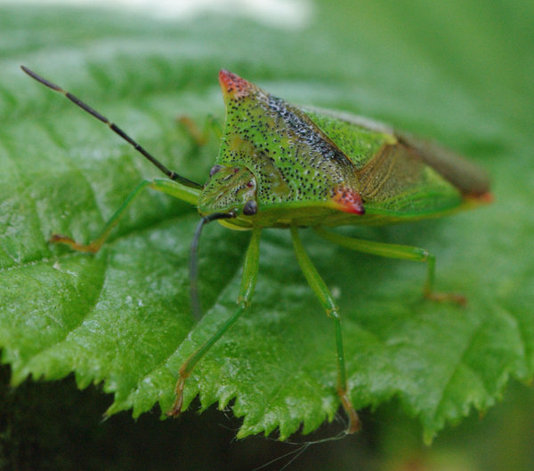 Shield bug
