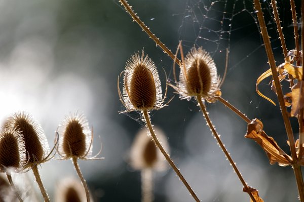 Teasel