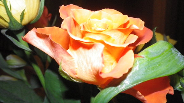The last of the Lovers Meeting Roses