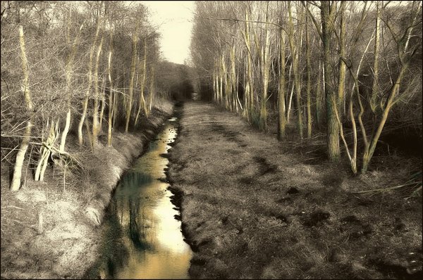 The Stream
