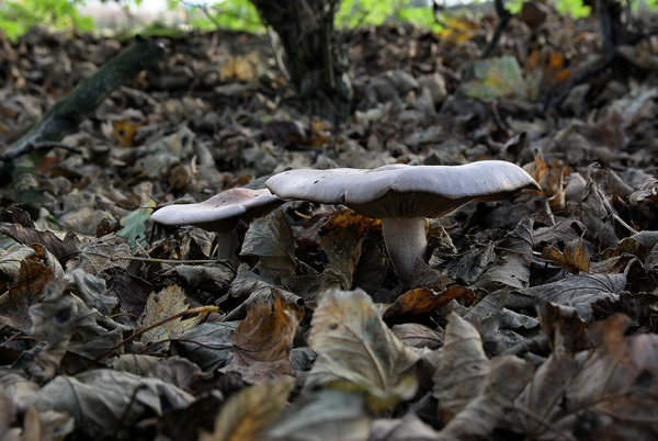 Toadstool