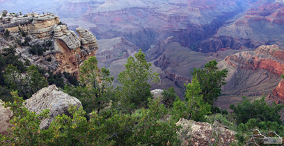 Trees in Grand Canyon