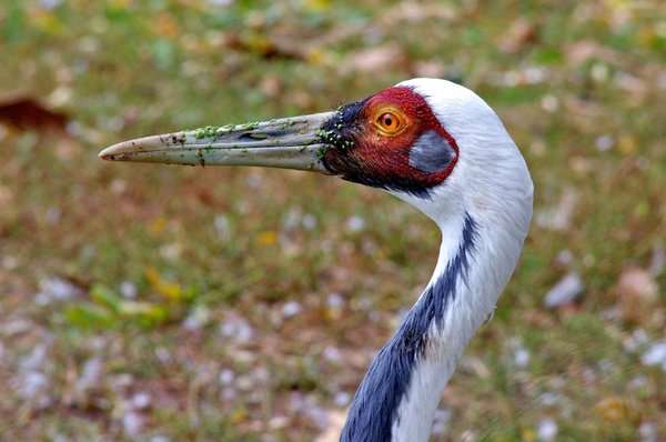 White necked Mongolian crane