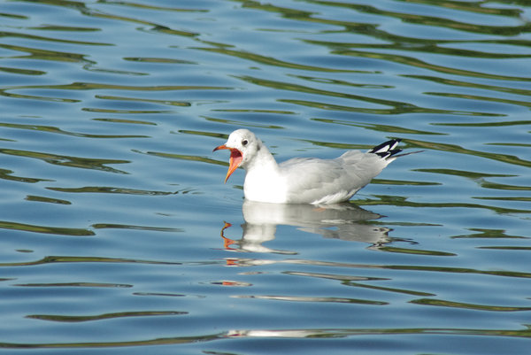 Young Gull