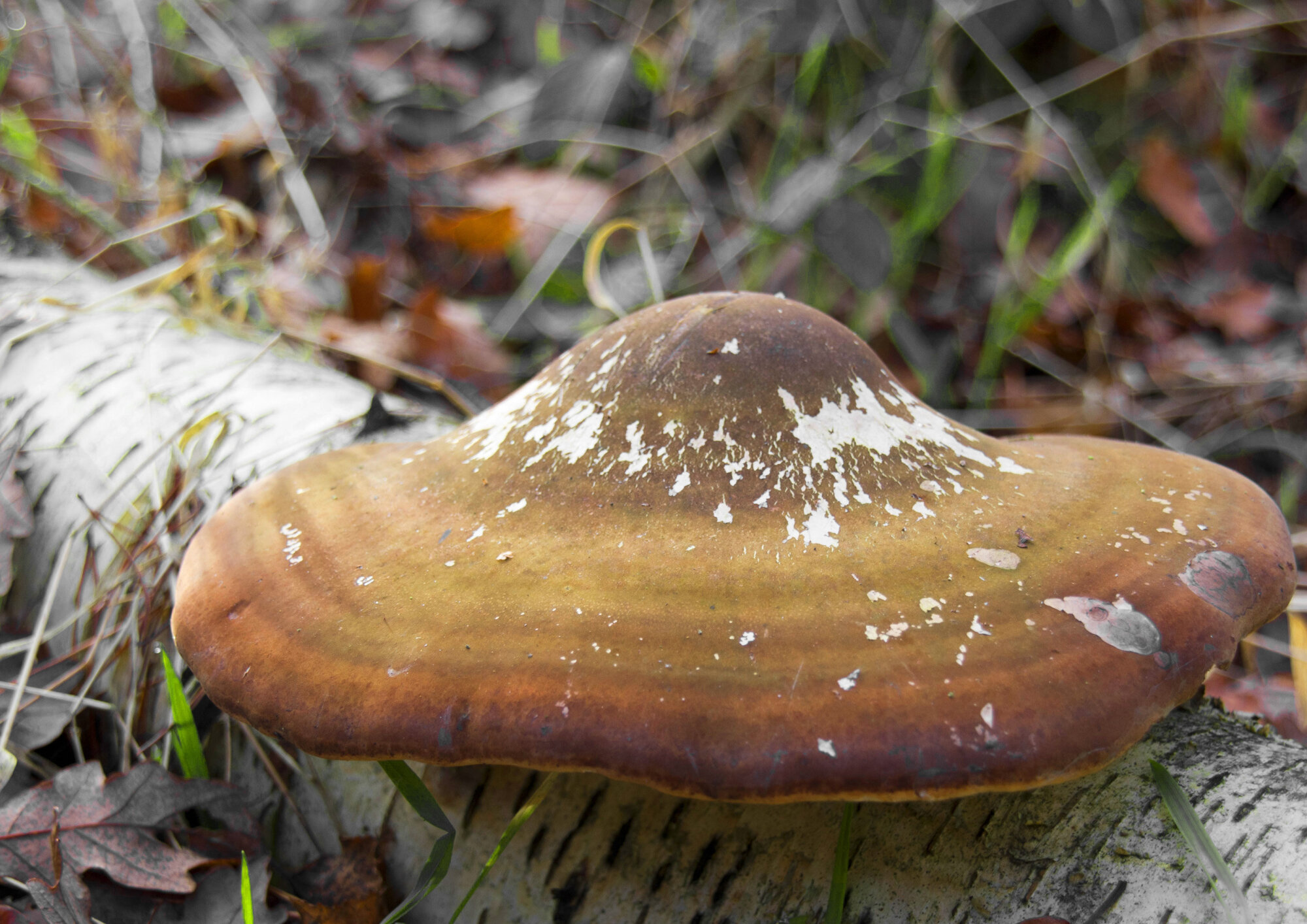 Giant mushroom