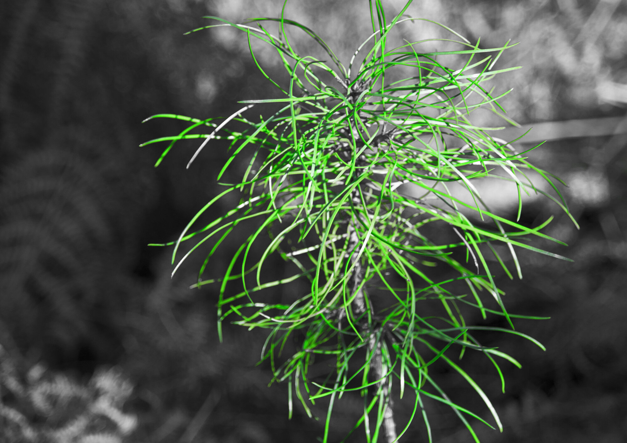 Green burst