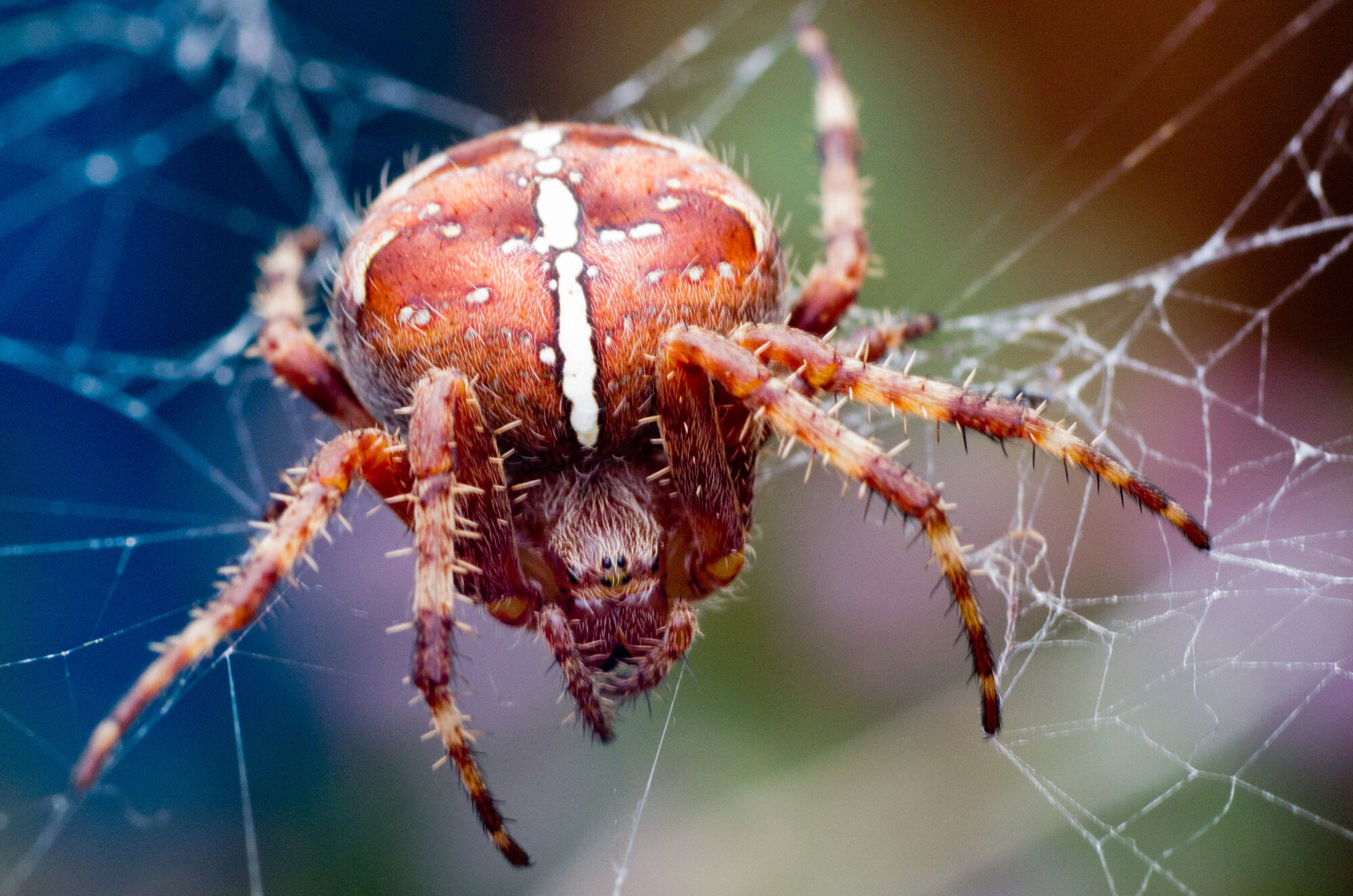 Incy Wincy Garden Spider