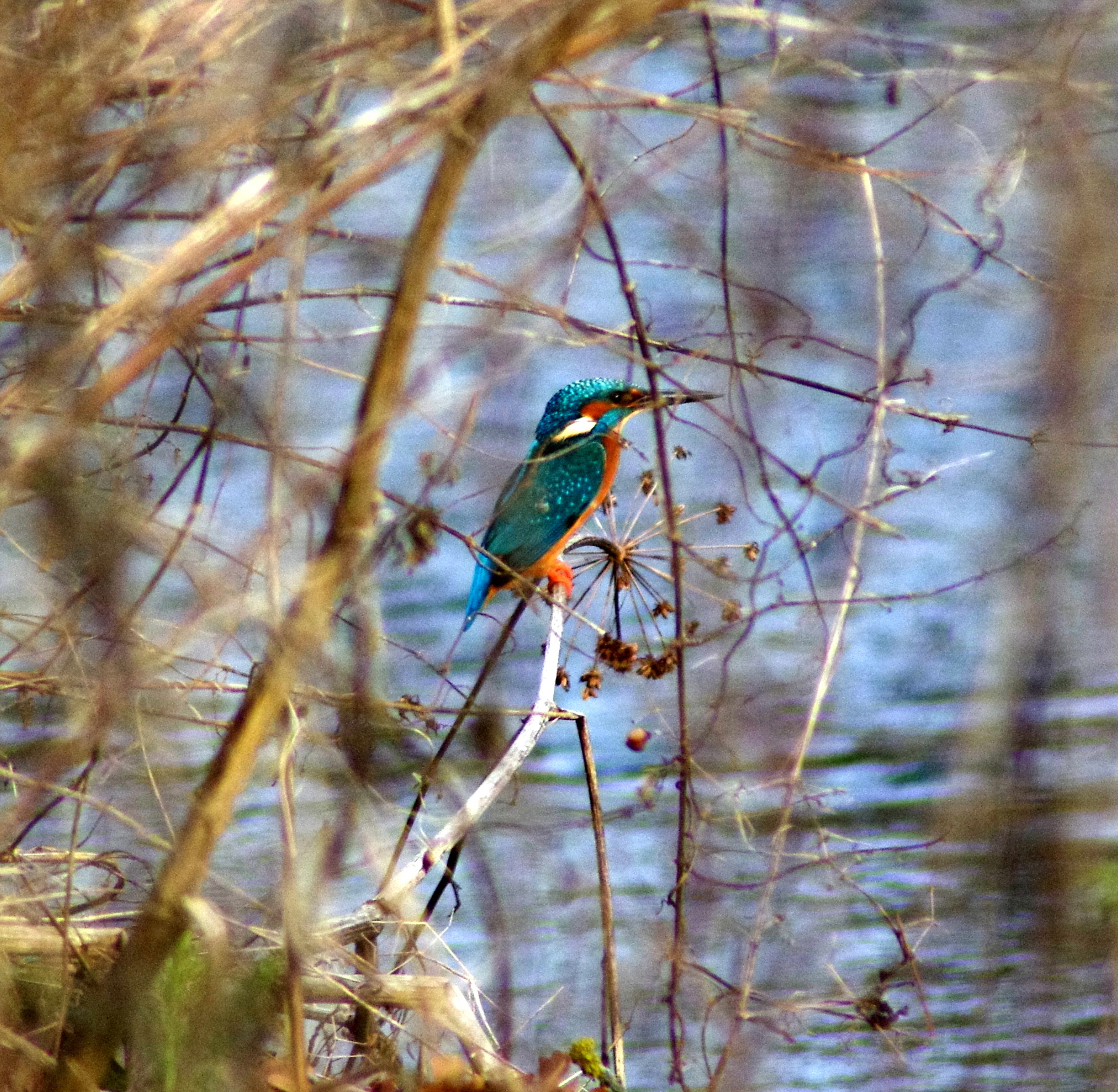 Kingfisher
