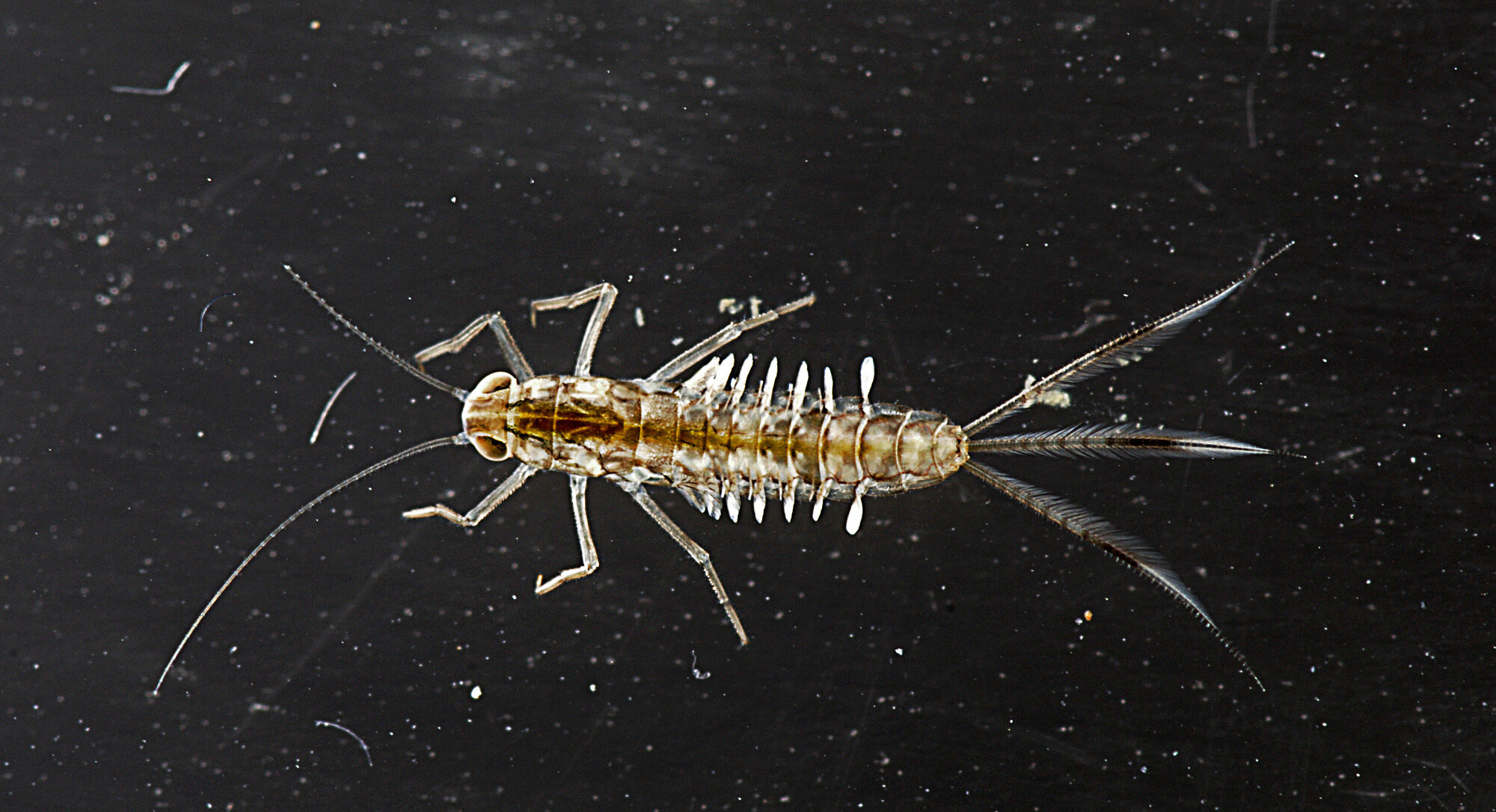 Mayfly Larva