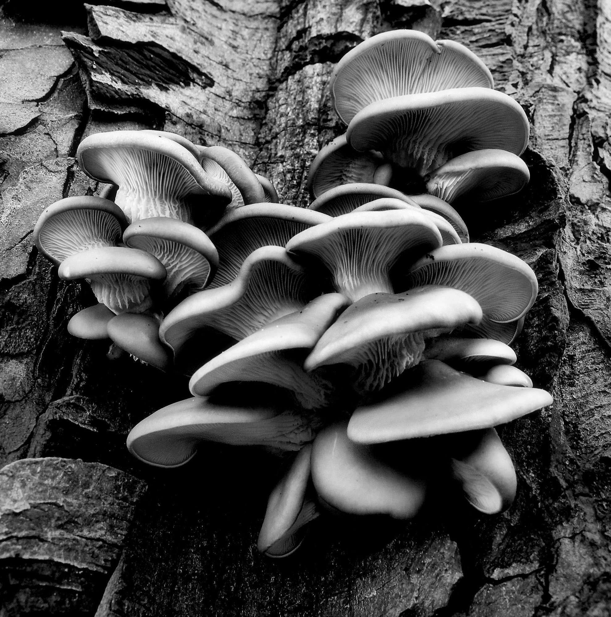 Mono Mushrooms