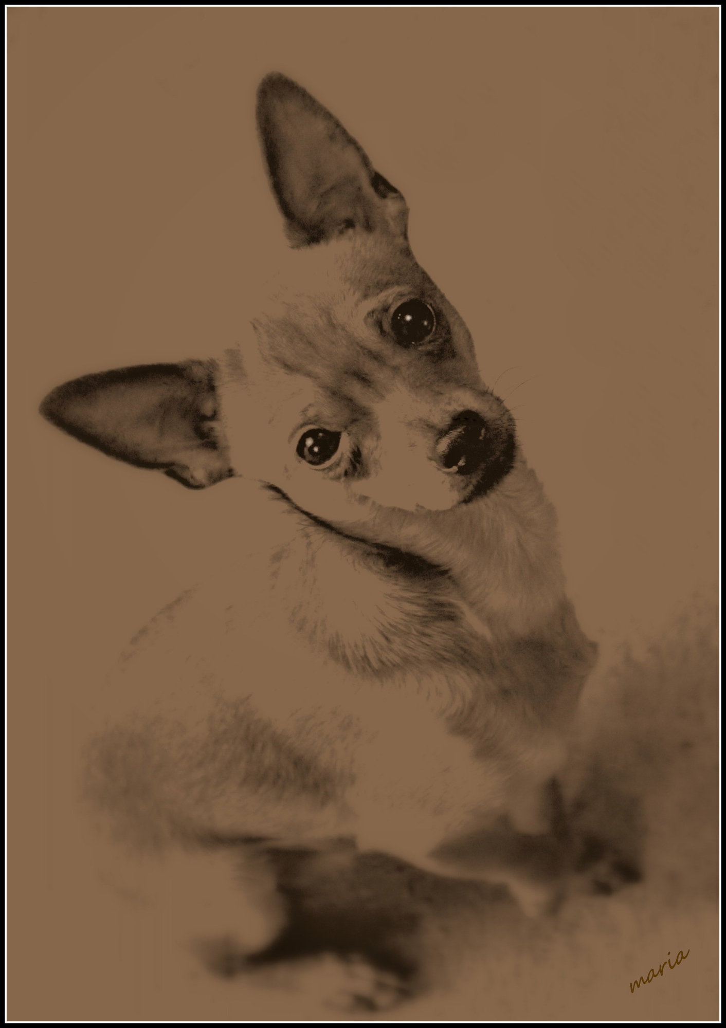 "Paco" all grown up 2
