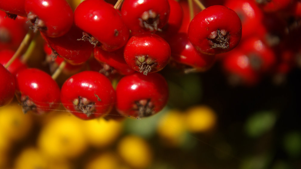 Berries