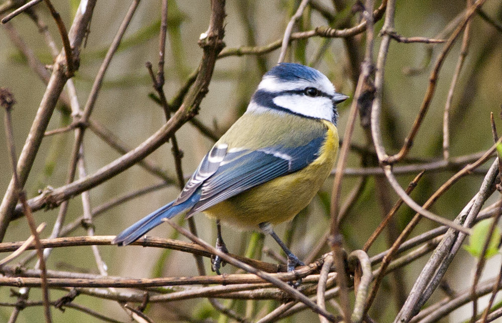 Blue tit