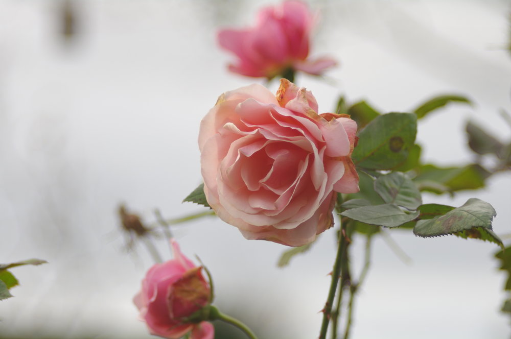 December rose