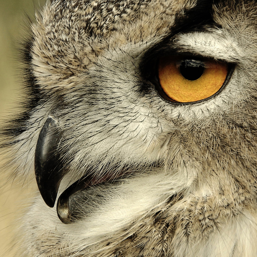 European Long Eared Owl close=up