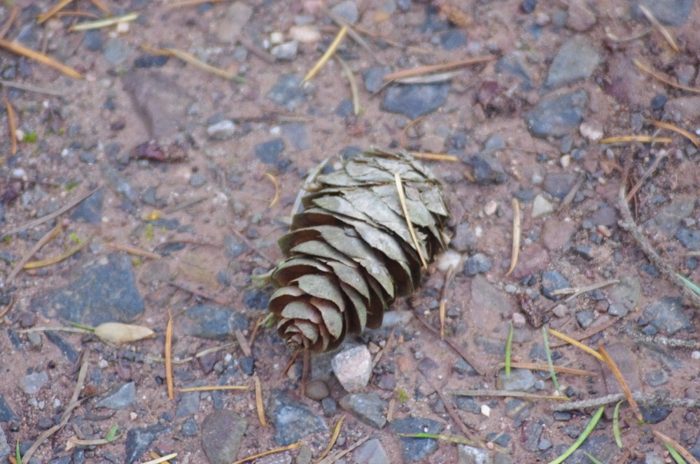 Fallen Pine Cone