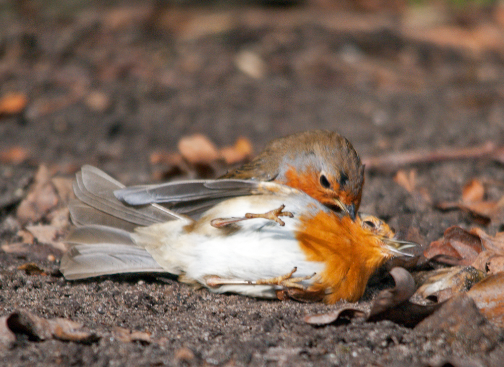 Fighting Robins 2