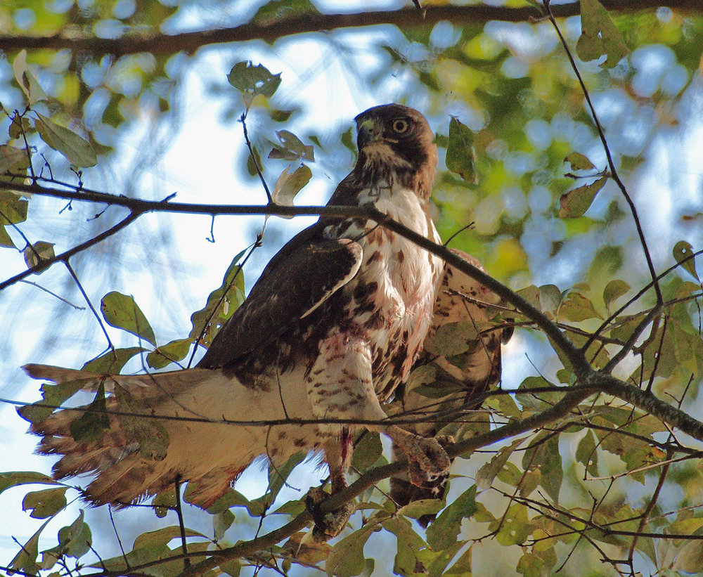 Hawk