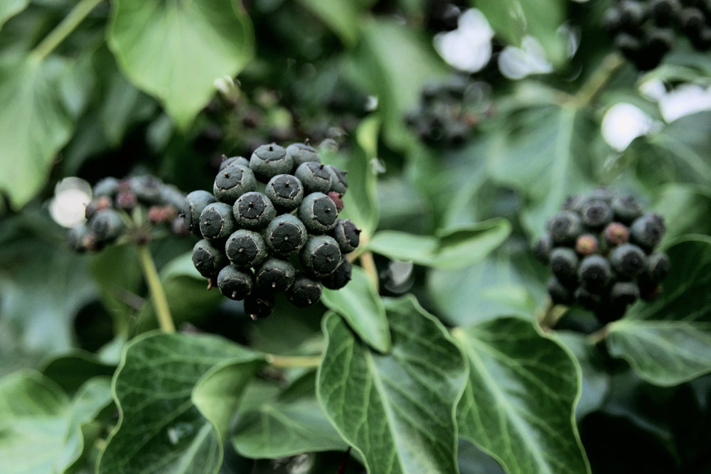 Ivy berries by rovingeyeproductions Pentax User
