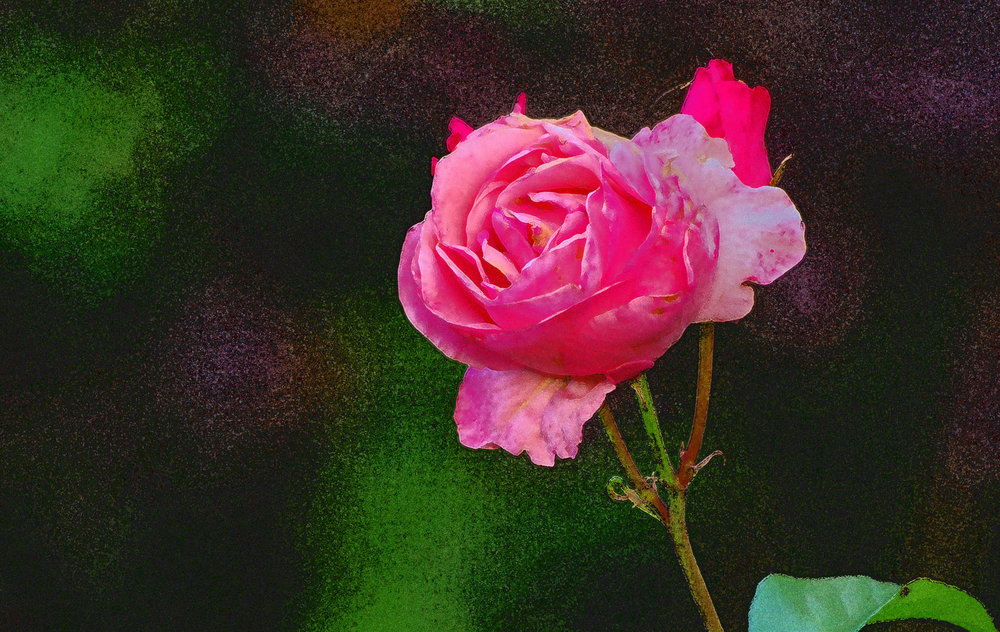 DM rose