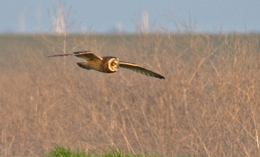 Short Eared Owl