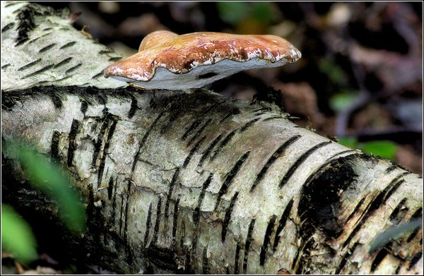 A large one