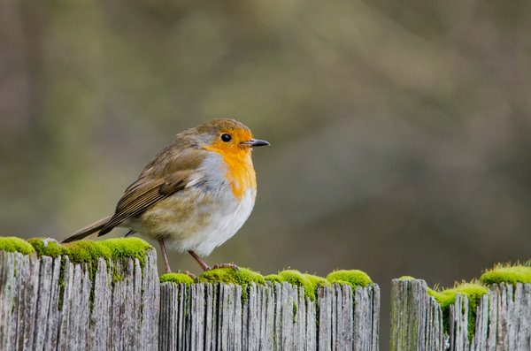 A little Robin