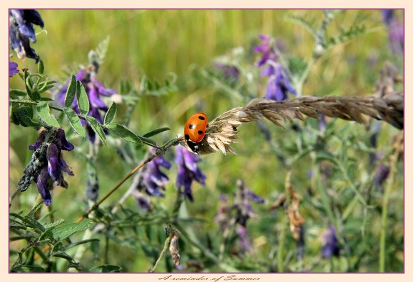 A reminder of Summer
