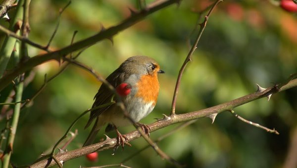 A robin