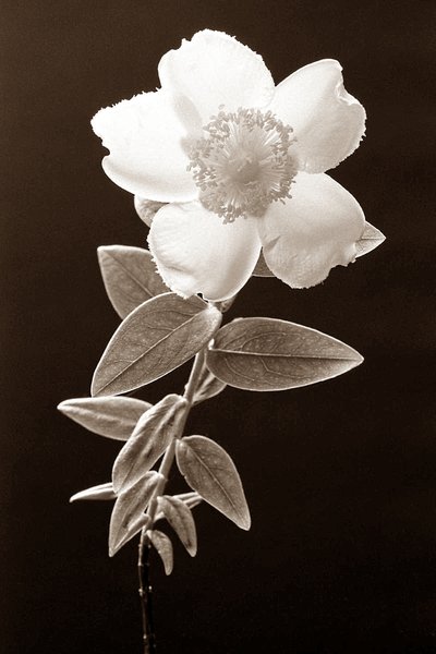AGFA Flower