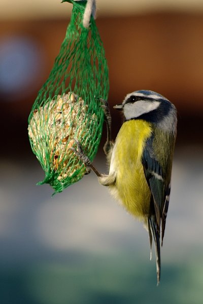 Another blue tit