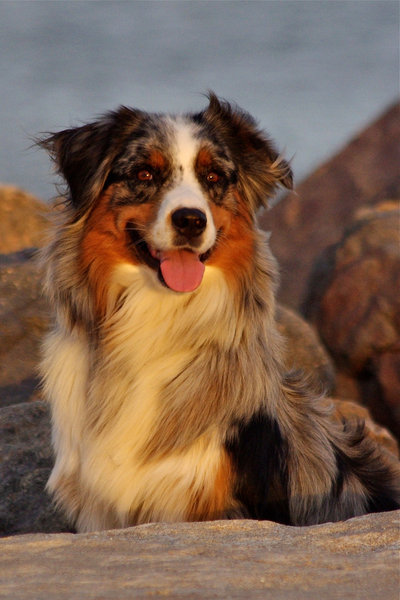Australian shepherd dog