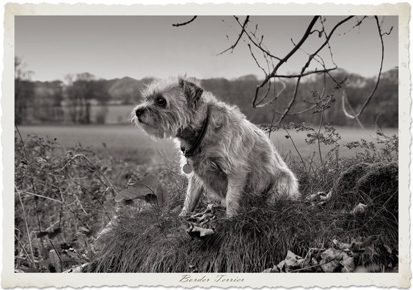 Border Terrier