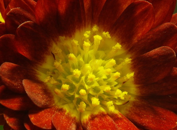 Button Chrysanthemum