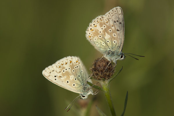 Chalkhill Blue