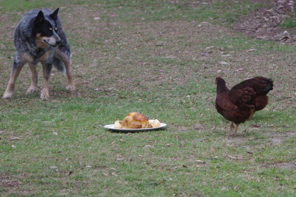 Chicken for Dinner?