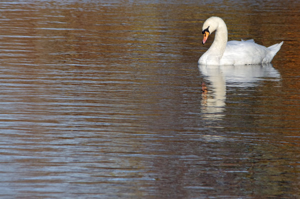 Contemplative swan