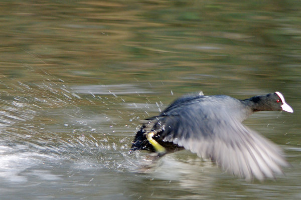 Coot in the act
