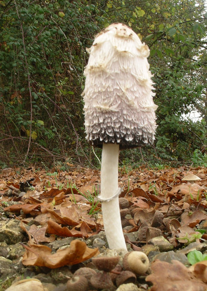 Coprinus Comatus