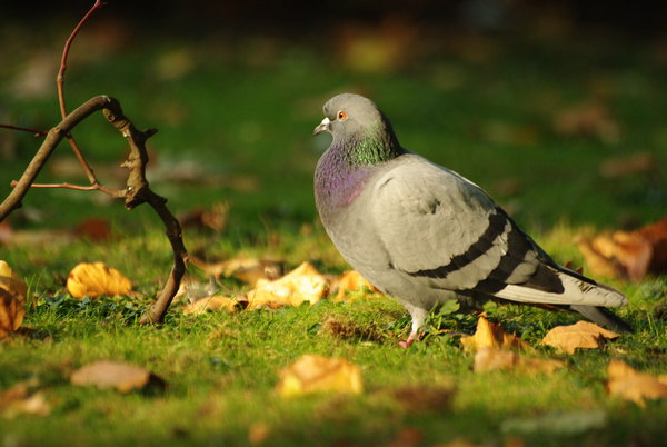 Curious Pigeon