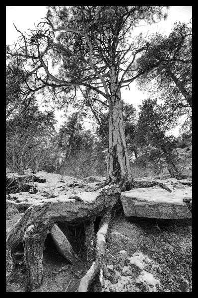 Exposed Roots