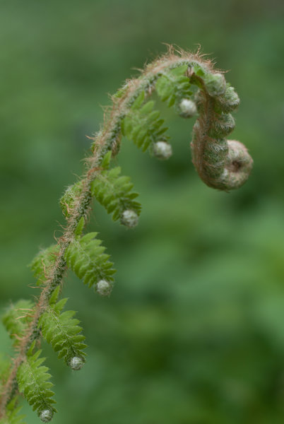 Fernly-Whittinstall