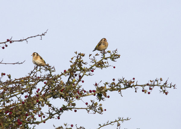 Finches