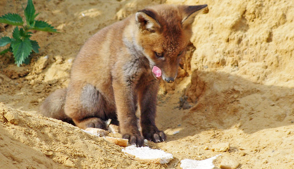 fox cub