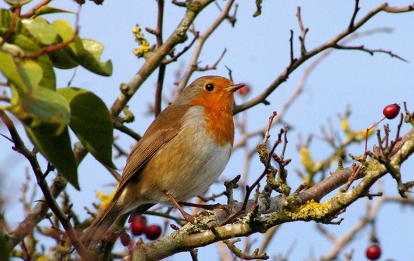 Friendly Robin